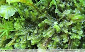 Attēlu rezultāti vaicājumam “Harpanthus flotovianus”