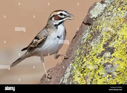 Image result for Chondestes grammacus