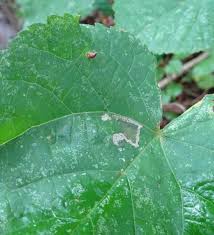 Attēlu rezultāti vaicājumam “Phleogena faginea sessile”