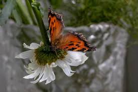 Attēlu rezultāti vaicājumam “Nymphalis xanthomelas pupa”