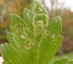 Attēlu rezultāti vaicājumam “Phytomyza ranunculi”