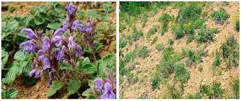 Attēlu rezultāti vaicājumam “Dracocephalum ruyschiana fruit”