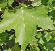 Attēlu rezultāti vaicājumam “Platanus x hispanica (syn. Platanus x acerifolia)”