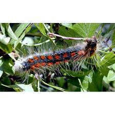 Attēlu rezultāti vaicājumam “Eriogaster lanestris larva”