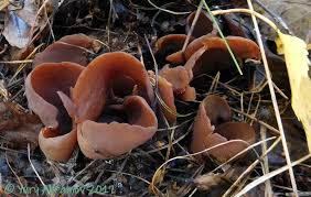 Attēlu rezultāti vaicājumam “Otidea bufonia”