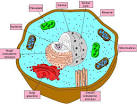 cellssixthgrade - Mitochondria