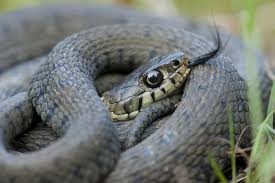 Image result for Ringelnatter