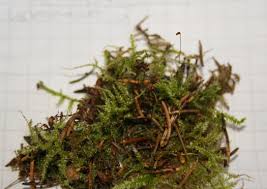 Attēlu rezultāti vaicājumam “Sciuro-hypnum curtum”