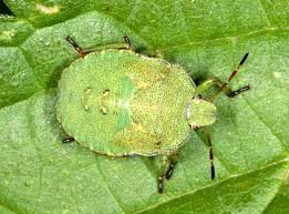 Attēlu rezultāti vaicājumam “Palomena prasina”