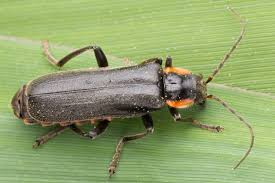 Attēlu rezultāti vaicājumam “Cantharis obscura”