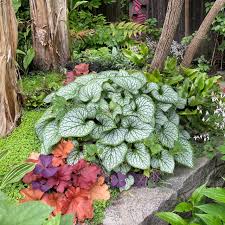 Image result for Brunnera `Jack Frost`