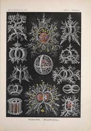 Image result for ernst haeckel