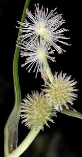 Attēlu rezultāti vaicājumam “Sparganium minimum flower”