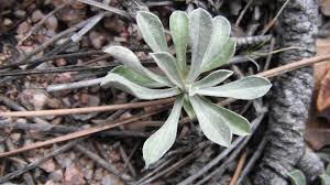 Attēlu rezultāti vaicājumam “Antennaria dioica leaf”