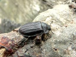 Attēlu rezultāti vaicājumam “Peltis grossa”