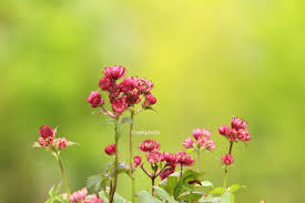 Image result for Astrantia majon `Abbey Road`