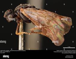 Attēlu rezultāti vaicājumam “Argidae”