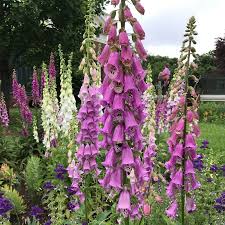 Image result for Digitalis purpurea