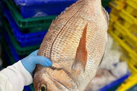 Image result for Pagrus pagrus