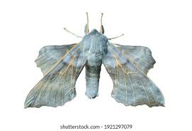 Attēlu rezultāti vaicājumam “Laothoe amurensis”