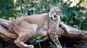Attēlu rezultāti vaicājumam “Lynx lynx”