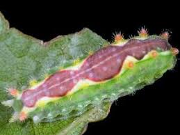 Attēlu rezultāti vaicājumam “Aphodius sp. imago”