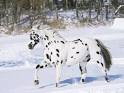Appaloosa