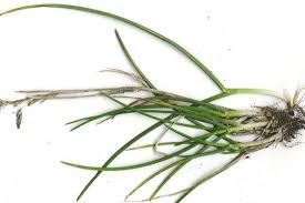 Attēlu rezultāti vaicājumam “Poa pratensis”