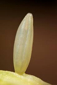 Attēlu rezultāti vaicājumam “Leptidea sinapis underside”