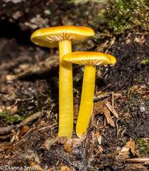 Attēlu rezultāti vaicājumam “Vibrissea decolorans”