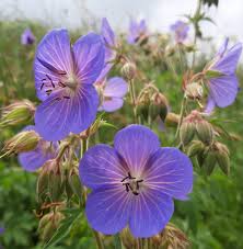 Attēlu rezultāti vaicājumam “Geranium pratense flower”
