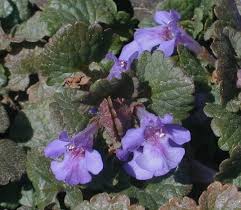 Attēlu rezultāti vaicājumam “Glechoma hederacea leaf”