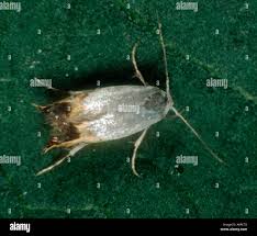 Attēlu rezultāti vaicājumam “Lyonetiidae”