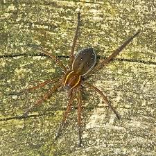 Attēlu rezultāti vaicājumam “Pisauridae”