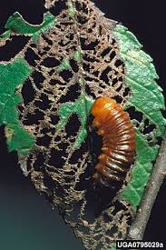 Attēlu rezultāti vaicājumam “Agelastica alni larva”