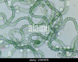 Attēlu rezultāti vaicājumam “Arcyria affinis”