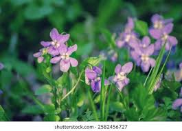 Attēlu rezultāti vaicājumam “Viola reichenbachiana flower”