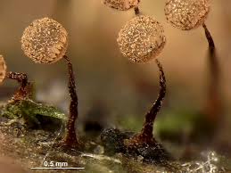 Attēlu rezultāti vaicājumam “Cribraria aurantiaca var. persoonii macro”