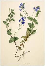 Image result for Veronica chamaedrys