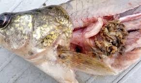 Image result for Sander vitreus