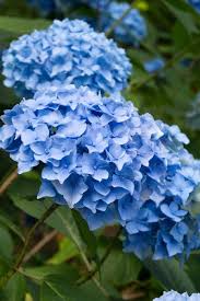 Attēlu rezultāti vaicājumam “Hydrangea”