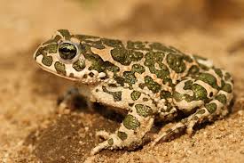 Attēlu rezultāti vaicājumam “Pseudepidalea viridis”