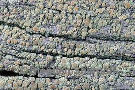 Attēlu rezultāti vaicājumam “Lecanora albella”