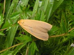 Attēlu rezultāti vaicājumam “Eilema depressa”