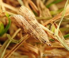 Attēlu rezultāti vaicājumam “Nomophila noctuella”