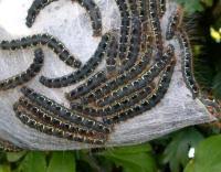 Attēlu rezultāti vaicājumam “Eriogaster lanestris larva”