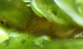 Attēlu rezultāti vaicājumam “Dicranella varia”