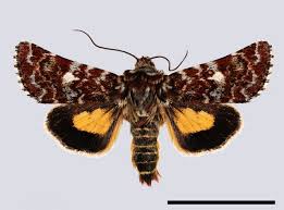 Attēlu rezultāti vaicājumam “Anarta myrtilli”