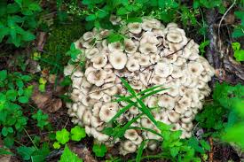 Attēlu rezultāti vaicājumam “Polyporus umbellatus”