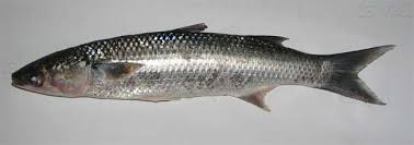 Image result for Chelon ramada